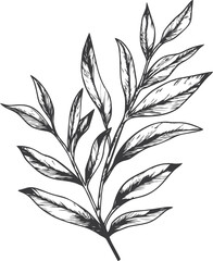 Botanical illustration of a detailed black and white leafy branch drawing. Vector illustration
