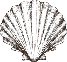 Detailed vintage etching of a scallop seashell in black and white illustration. Vector illustration