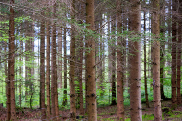 Fototapeta premium Idyllic scenery with forest with tree trunks at Swiss City of Zürich on a spring afternoon. Photo taken April 20th, 2025, Zurich Schwamendingen, Switzerland.