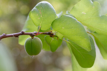 An apricot still green on the tree where it will ripen