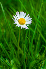 Kwiaty w ogrodzie wiosna, stokrotka zwyczajna