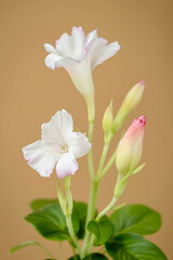 Naklejka premium close-up of delicate white and pink flowers with green leaves against a soft beige backdrop