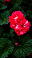 close-up of vibrant crimson geranium blossoms against deep green foliage