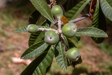 Medlars still green on the tree where they will ripen