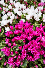 Obraz premium close-up of cyclamen flowers in white and fuchsia