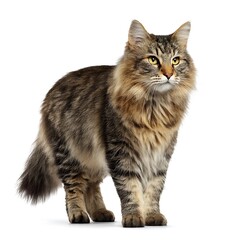 Obraz premium Fluffy tabby cat standing upright on white background