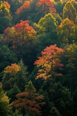 Obraz premium trees with orange and yellow leaves in a forest