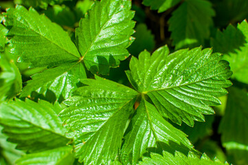 Liście poziomki, dużo zieleni.