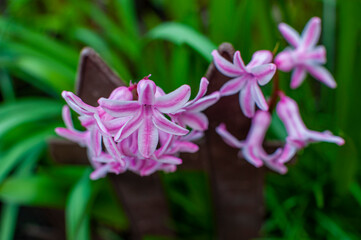 Wiosenne kwiaty w ogrodzie, Hiacynt wschodni (Hyacinthus orientalis)
