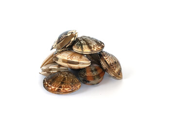 Clams on white background. Seafood.