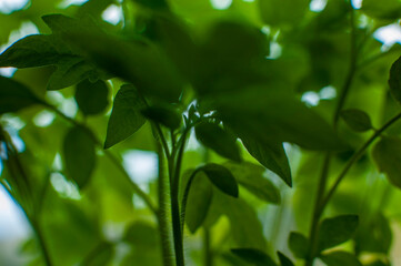 Sadzonki pomidorów, dużo zieleni