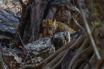 Leopard eating an Axis Deer 