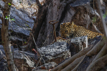 leopard eating an Axis Deer 