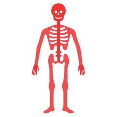 3d rendered illustration of a human skeleton