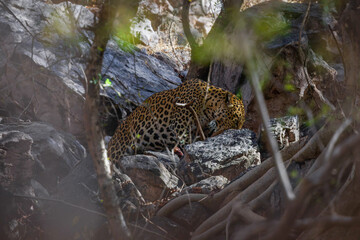 leopard eating an Axis Deer 