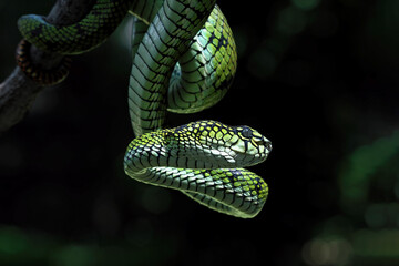 Sumatran pit viper on a branch, Trimeresurus sumatranus