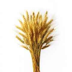 Fototapeta premium Wheat sheaf close up studio shot on white background