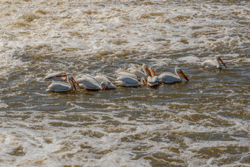 American White Pelicans Fishing For Food At Fox River Dam And Rapids In Spring In De Pere, Wisconsin