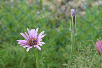 Obraz premium Tragopogon