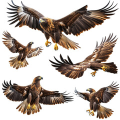 Obraz premium Majestic Golden Eagles in Flight Soaring High Wings Spread Wide Powerful Birds of Prey