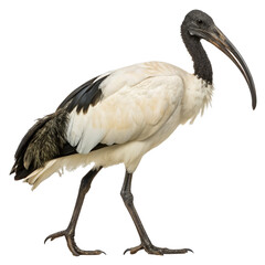 Obraz premium sacred ibis PNG, transparent background
