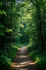 a view of a dirt road in the middle of a forest