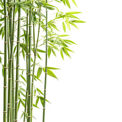 Green bamboo stalks or forest scenes, symbolizing nature, peace, and sustainability&mdash;ideal for backgrounds, eco themes, and Asian-inspired decorative designs.