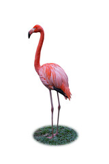 Pink flamingo standing isolated on white background. This has clipping path.