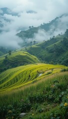 Obraz premium Serene Landscape of Lush Green Rice Terraces in Foggy Mountains