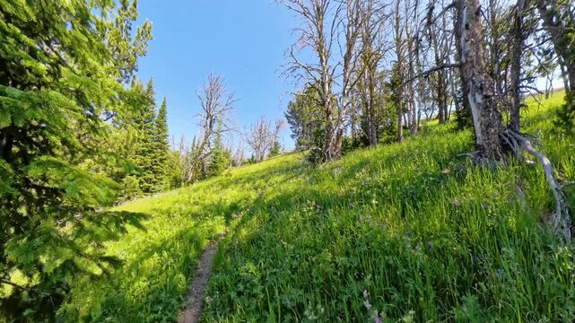 Empty Sepulcher Mountain Trail in Yellowstone National Park