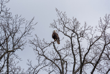 Bald Eagle Perched High On A Bare Tree Branch In Spring In Wisconsin