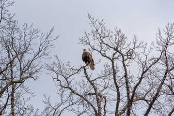 Bald Eagle Perched High On A Bare Tree Branch In Spring In Wisconsin