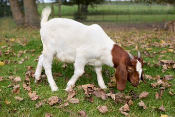 A young African boer goat with a white body and a brown head grazes on grass in a natural setting. Scattered dry leaves cover the ground, with a fence and trees visible in the background.