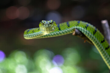 Trimeresurus sumatranus, pt viper snakes on the branch
