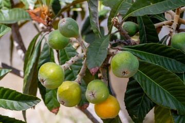 Green loquats on the tree where they will ripen. Different degrees of ripeness can be seen.