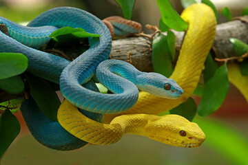 Trimesurus insularis, pit viper snakes on the branch