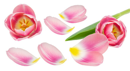 Fototapeta premium Pink rose petals isolated on white, a beautiful floral spring bloom