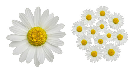 Obraz premium White daisy flowers bloom in a beautiful floral isolated summer bouquet