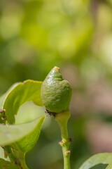 A green lemon ripening on a lemon tree. Two weeks after pollination, the flower is 5 millimeters in size.