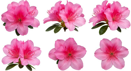 Pink and white spring flowers blossom beautifully on a white background, highlighting their delicate petals and natural beauty