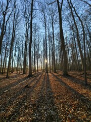 path in autumn forest