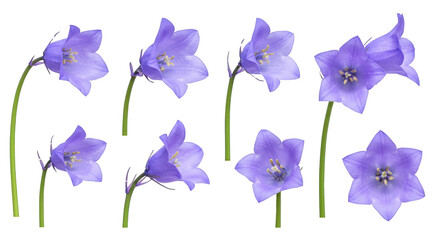 Beautiful blue and purple iris flowers blooming in spring, isolated on a white background