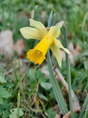 yellow flower in the garden