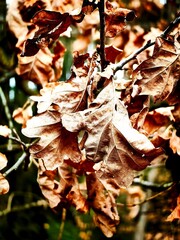 autumn leaves background