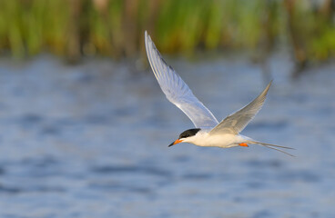 Forster's tern (Sterna forsteri) flying over tidal marsh during spring migration, Galveston, Texas, USA