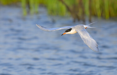 Forster's tern (Sterna forsteri) flying over tidal marsh during spring migration, Galveston, Texas, USA