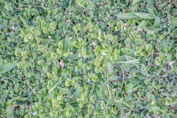 Close-Up of Lush Green Grass in Park