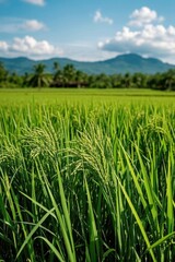 Fototapeta premium a close up of a field of green grass with mountains in the background