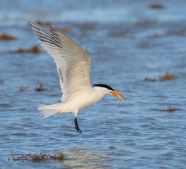 Royal tern (Thalasseus maximus) taking off with a caught crab in the beak, Galveston, Texas, USA.