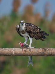 Image of an Osprey